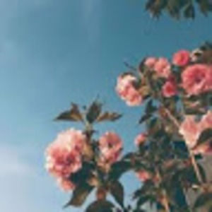 Meet your Posher, Maeve